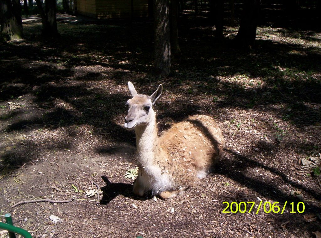 Zoo Timisoara by ladislau