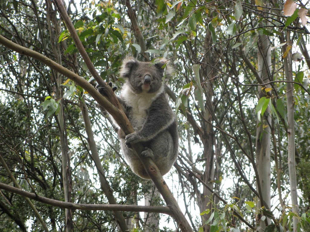 Koala by Sjert