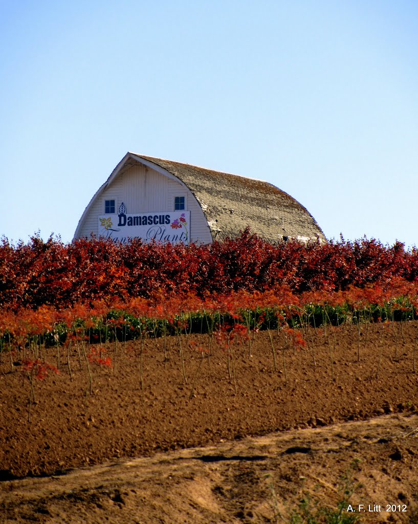 Barn behind field on the road to Damascus, Oregon. October 5, 2012. by A. F. Litt