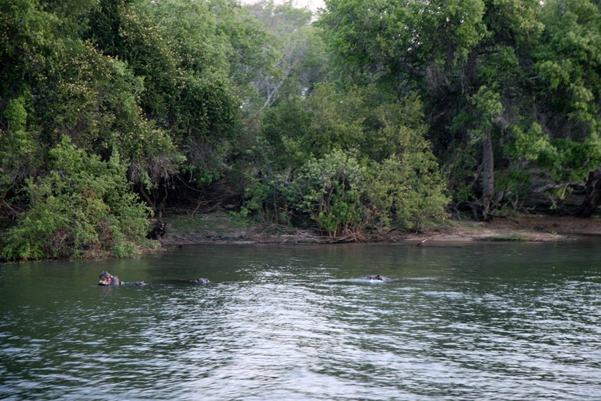 Hippopotamus in Zambesi River by Banja-Frans Mulder