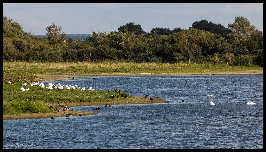 Parc Ornithologique du MARQUENTERRE # 9 by François PITROU_CHARLIE