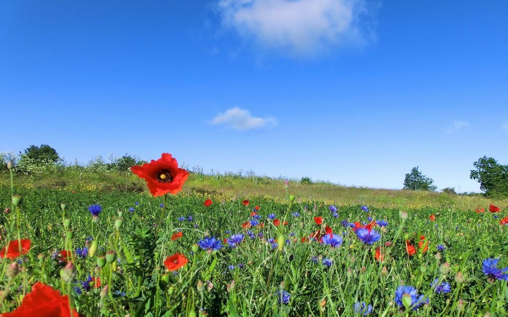 FLORES ROJAS Y AZULES by pacorh