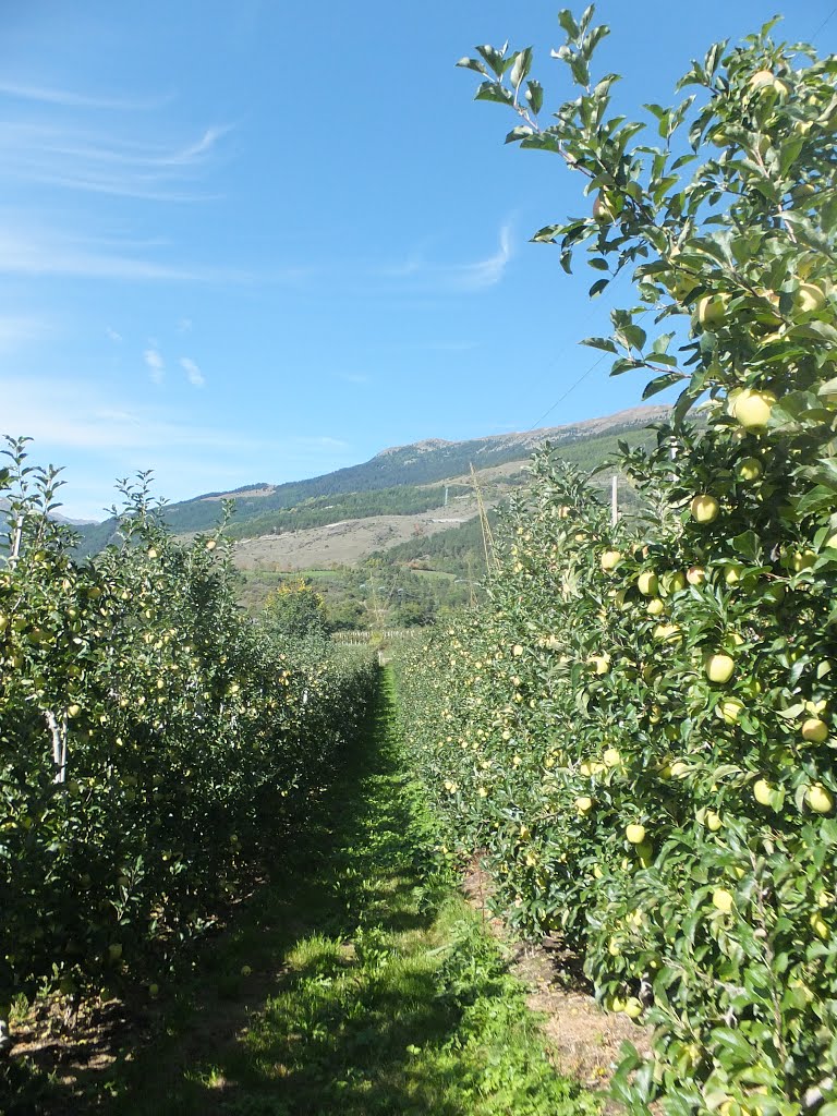 Blick durch die Apfelwiesen im Talkessel im oberen Vinschgau Richtung Spitzige Lun by Dolce Vita Hotel Preidlhof