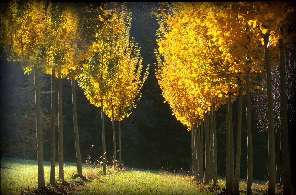 Goldener Oktober by gisela 28