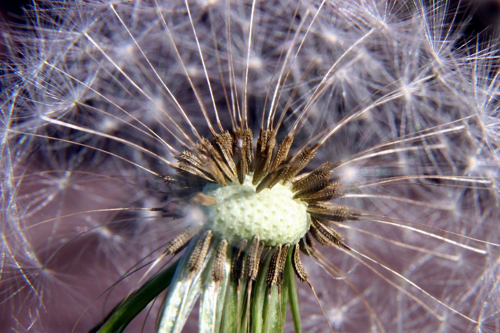 Flora Macro 4: dandelion by Ian Stehbens