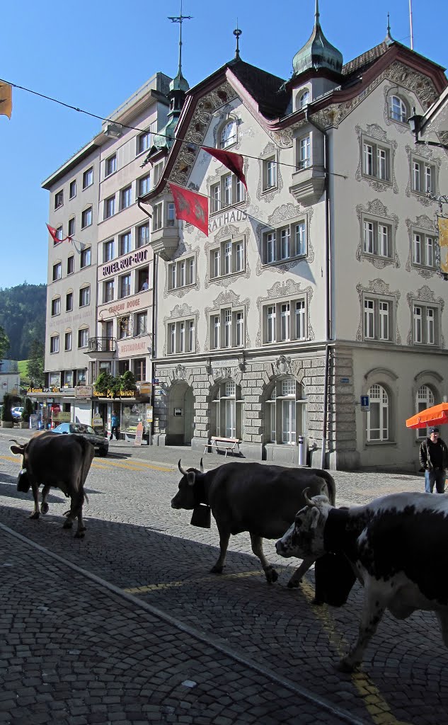 Presenze bovine, Einsiedeln by Claudio Pedrazzi