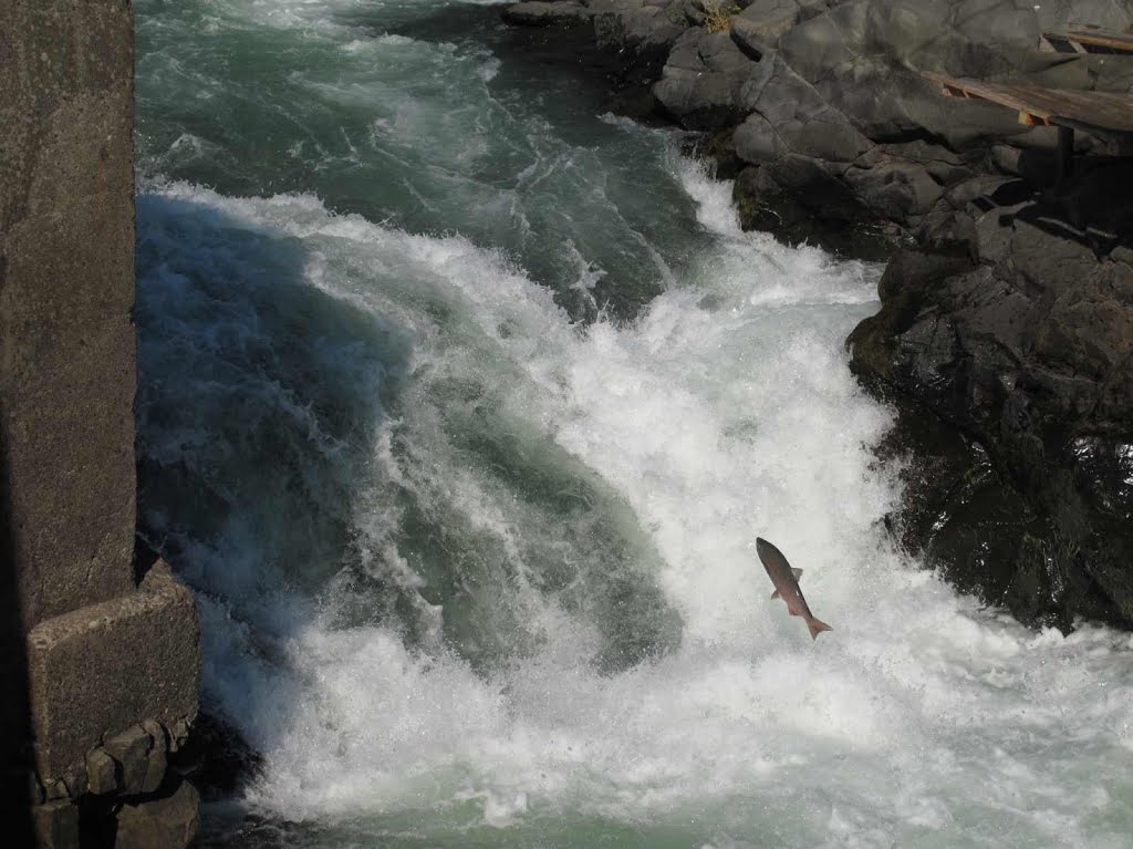 Mid-Sept 2012 jumping salmon by Curious Gorge Guidebook