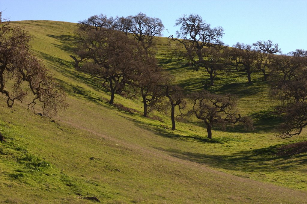 Dancing Oak Trees, Feb 2008 by sherann