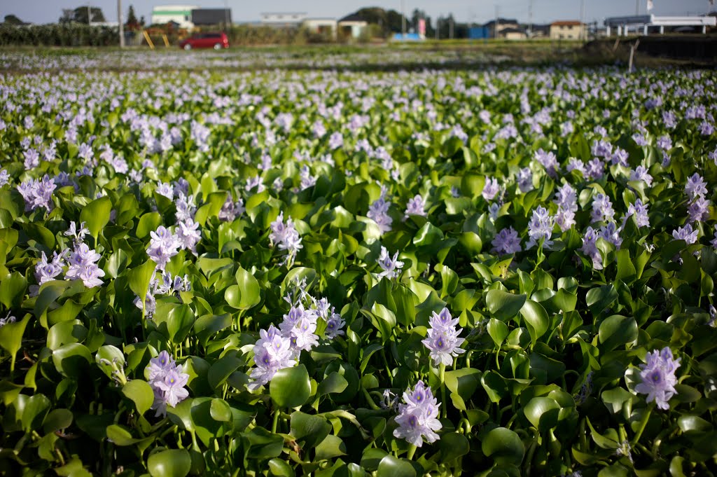 Common Water Hyacinth / 布袋葵 by Kangoo_