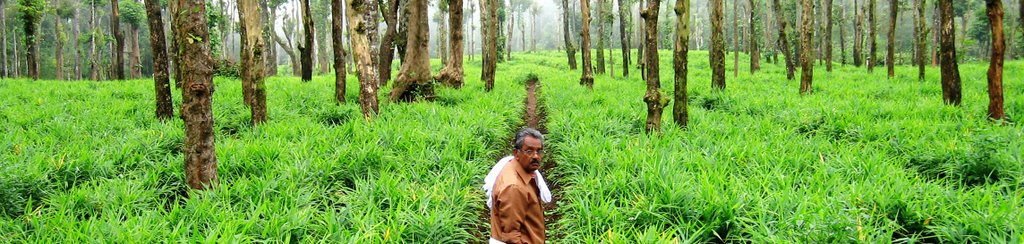 Ginger plantation in interior Vayanadu near Meppadi by Girish Kumar P J