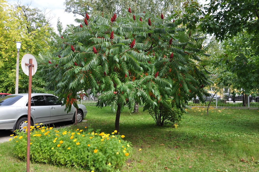 Киев. Сквер Научного центра радиационной медицины / Kiev. Public garden of Scientific Center for Radiation Medicine by Ann78