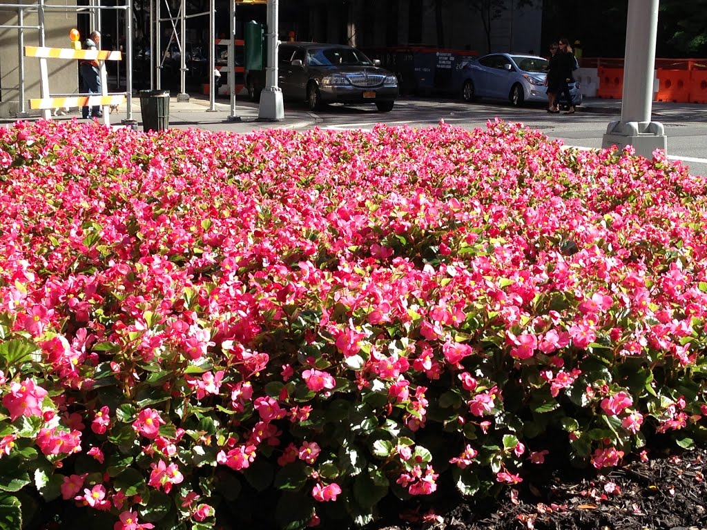 Gorgeous & Beautiful Flowers Specially for you. Manhattan. New York City. New York. USA. by MrNAASSIR