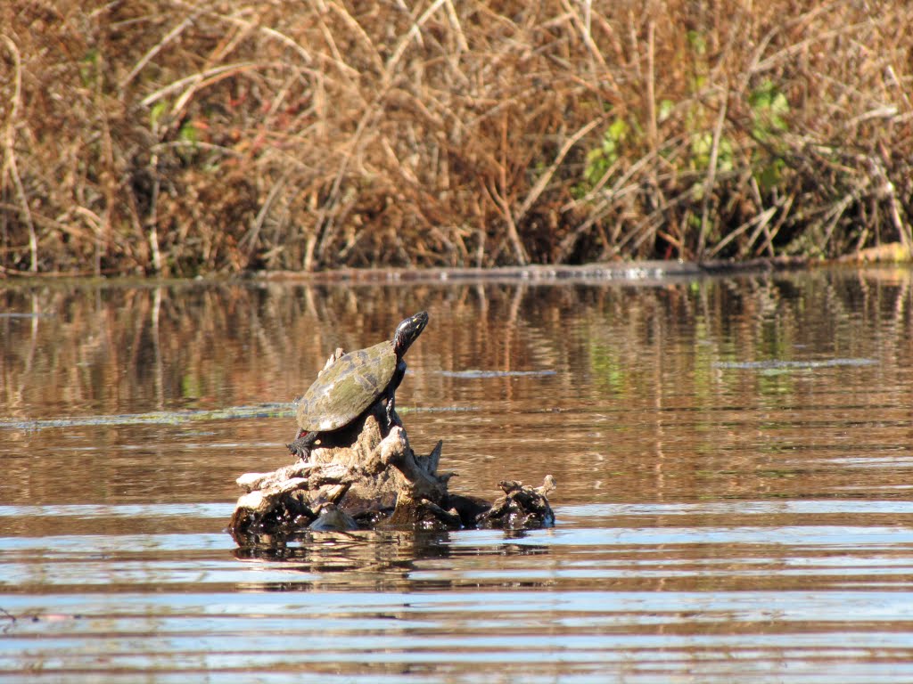 Turtle on Union Lake by Chris Sanfino