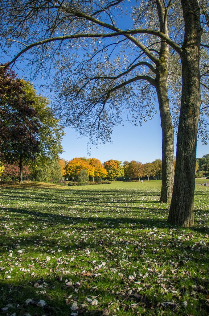 Trees & Leaves & Sky by simon.hawketts