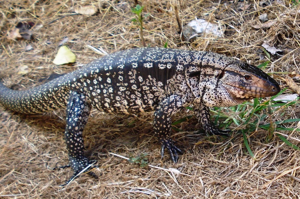 Lagarto domesticado by Douglas Andrades