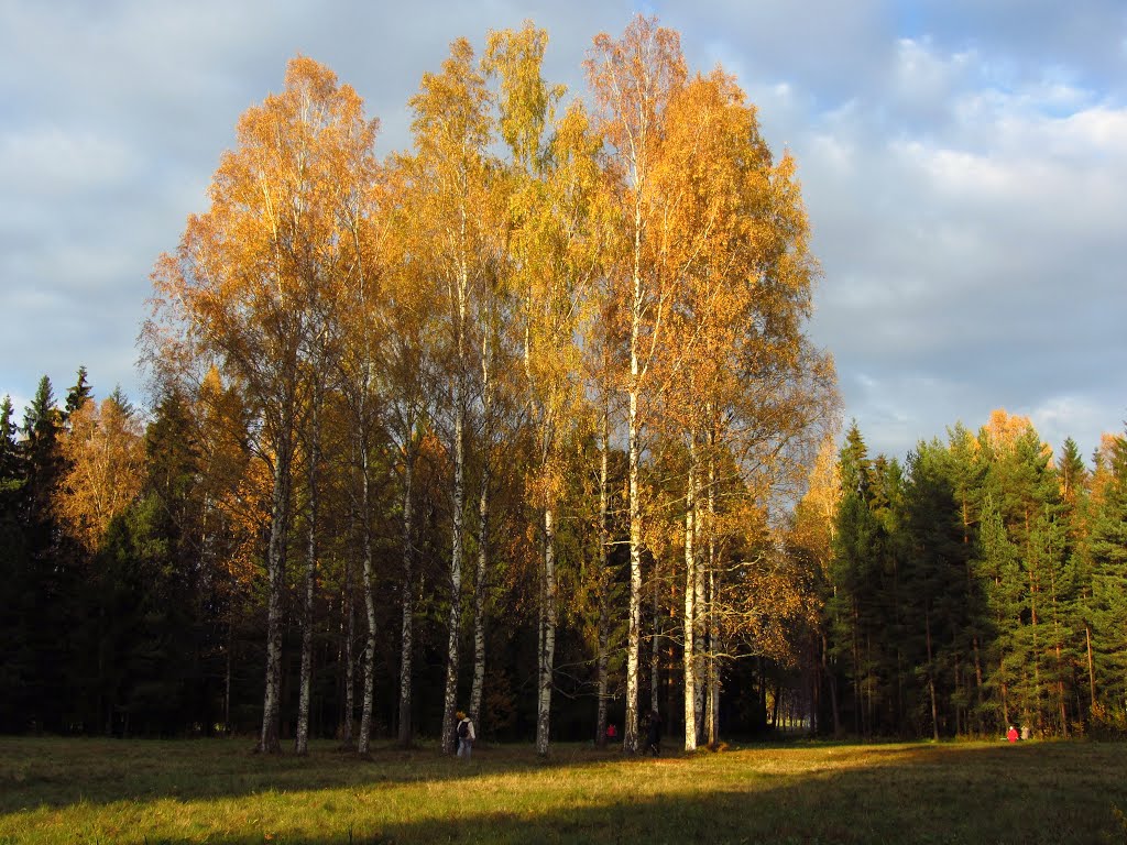 Павловск. Круг белых берёз/ Pavlovsk. Russia by Andrej Antipin