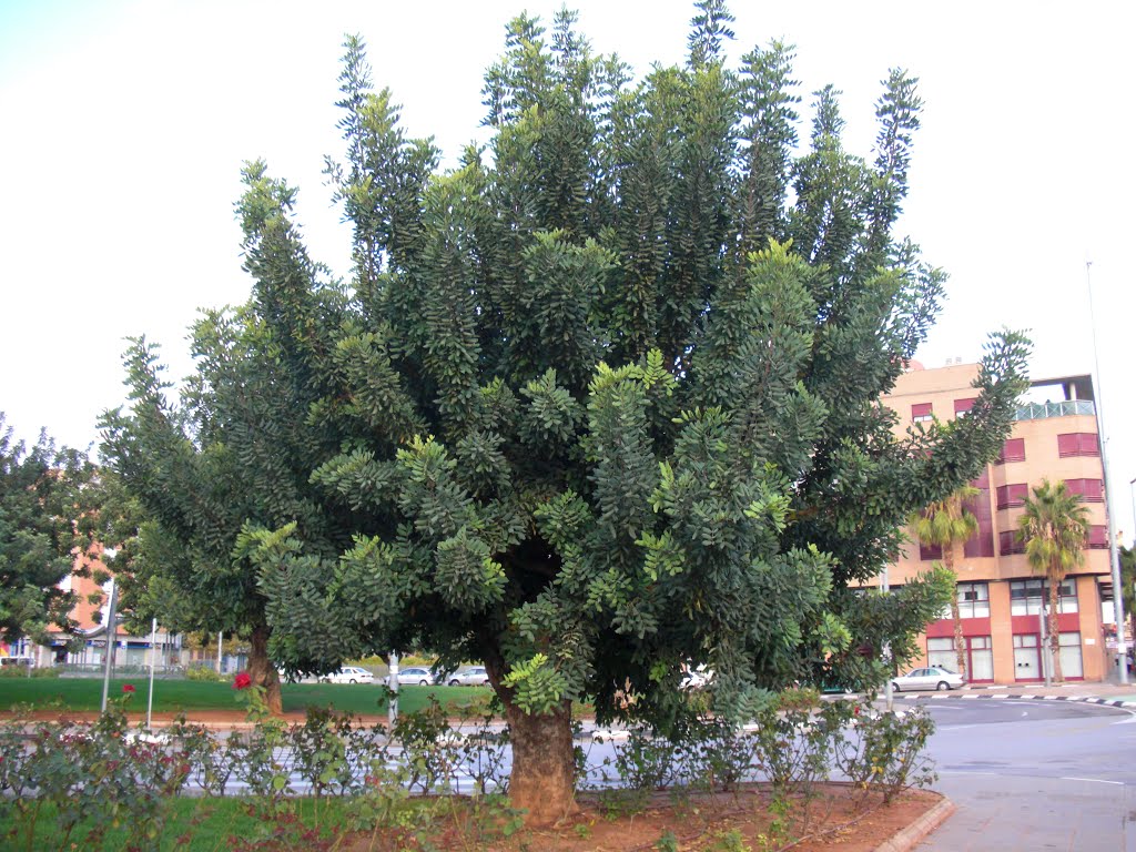 Arbol en avda. Juan Carlos I, Torrente 2012 by PepeTenorio