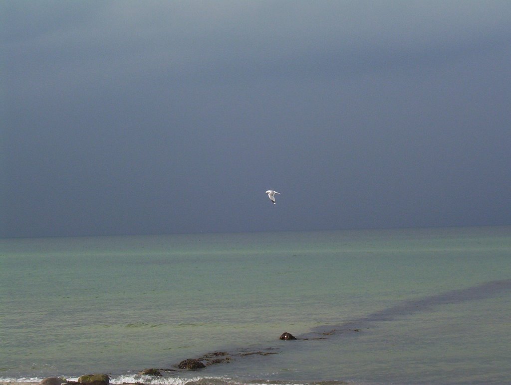 Sturmmöwe vor dem Gewittersturm, Heiligenhafen 2007 by Sterntaucher