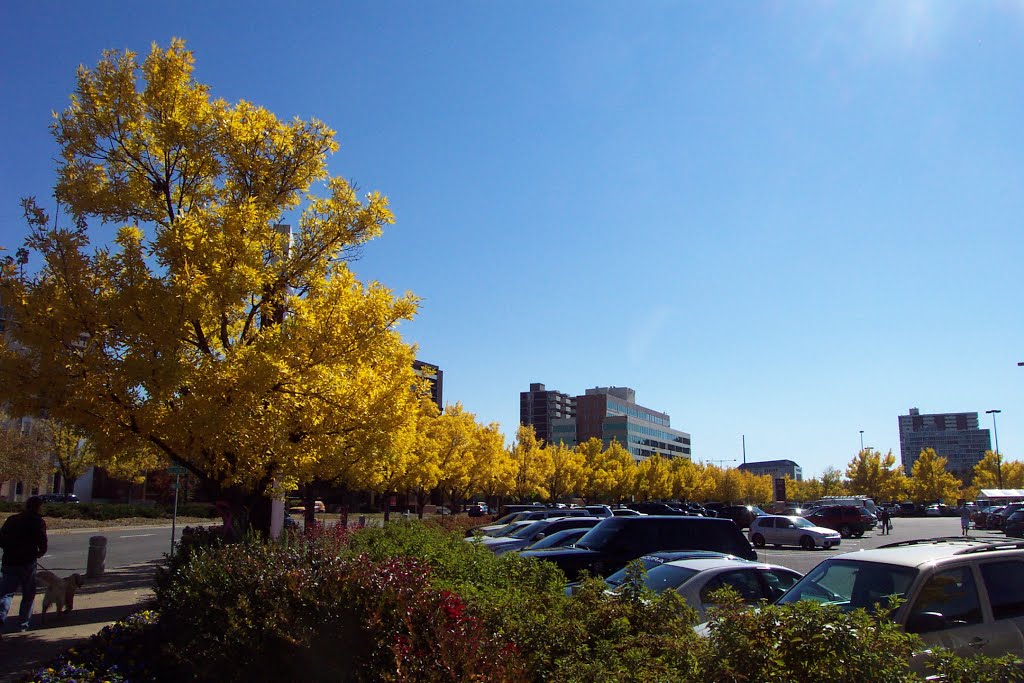 Cherry Creek Autumn by Rafi Metz