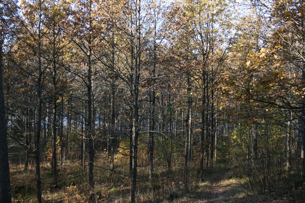 Young oak forest in Lähderanta by Ilkka Keränen