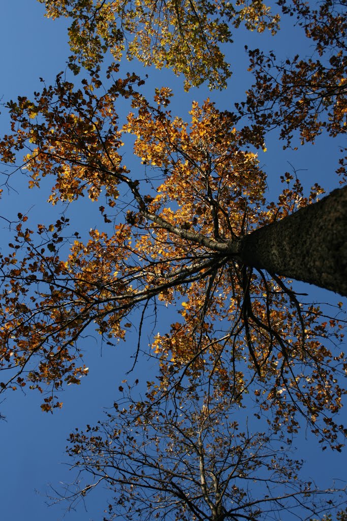 Plus tree oak in Lähderanta by Ilkka Keränen