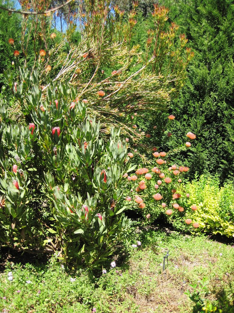 Protea bush in garden by Charles Vrey