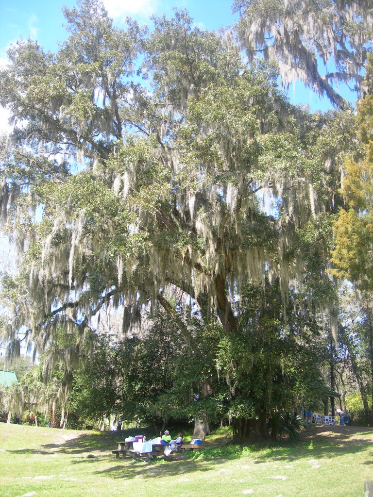 Arbol gigante by alvaro j