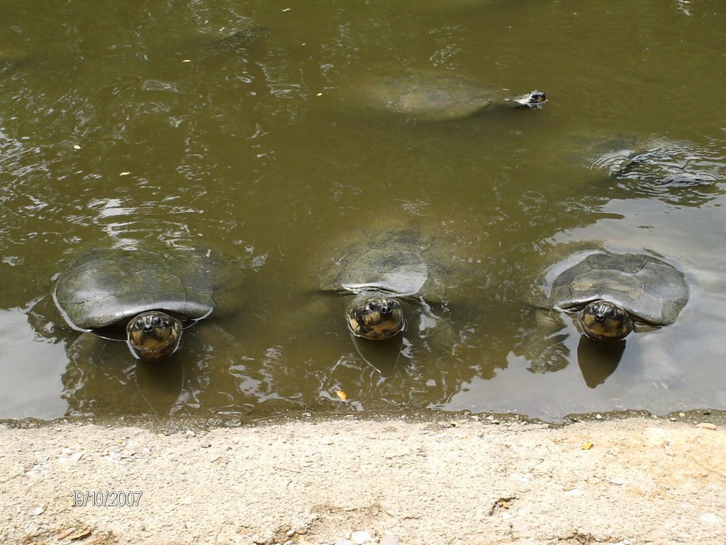 zoológico de maracay, laguna avifauna by Premaswarupa