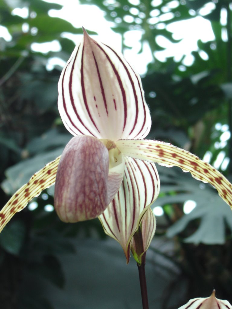 Montreal - Jardin Botanique et Insectarium - Orquídeas by Cristina Sottile