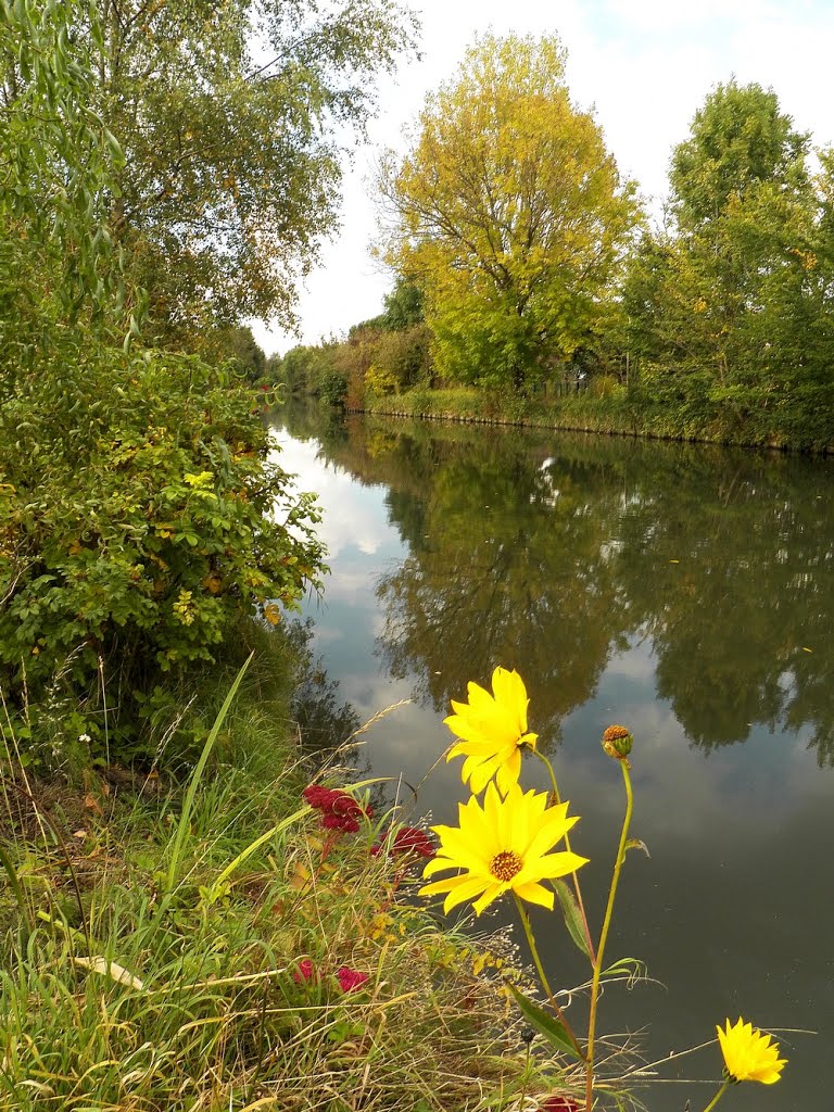 Marcq-en-Baroeul - La Marque - Fleurs d'automne by epaulard59