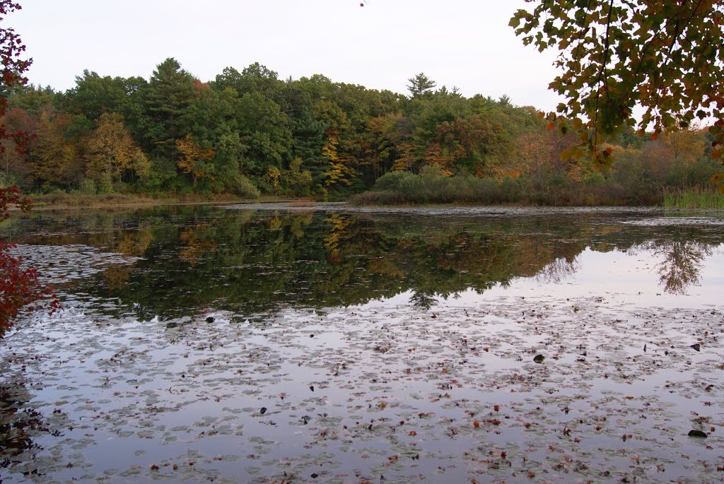 Gavins pond by Uriah Prichard