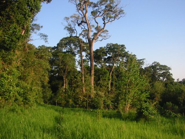 Selva con Palo Rosa y Palmitos. Corredor de Biodiversidad Urugua-í - Foerster. Conservación Argentina by diegomv