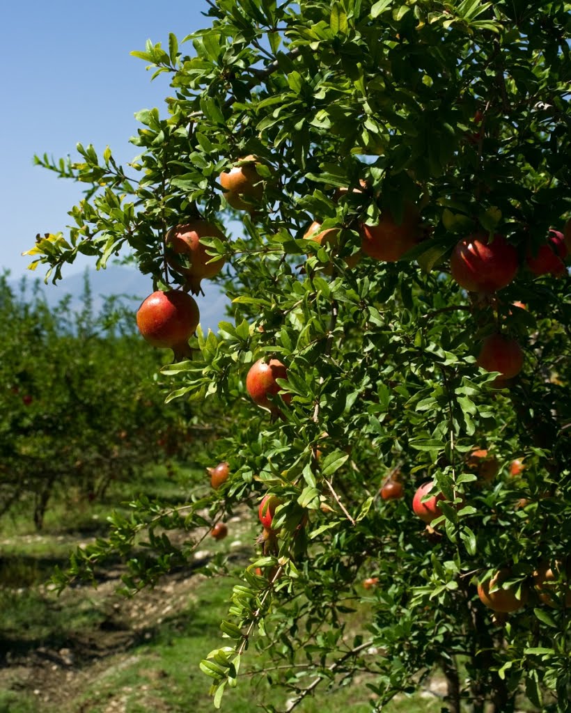 2012 09 24 - pomegranate trees by Rumpelstiltskin