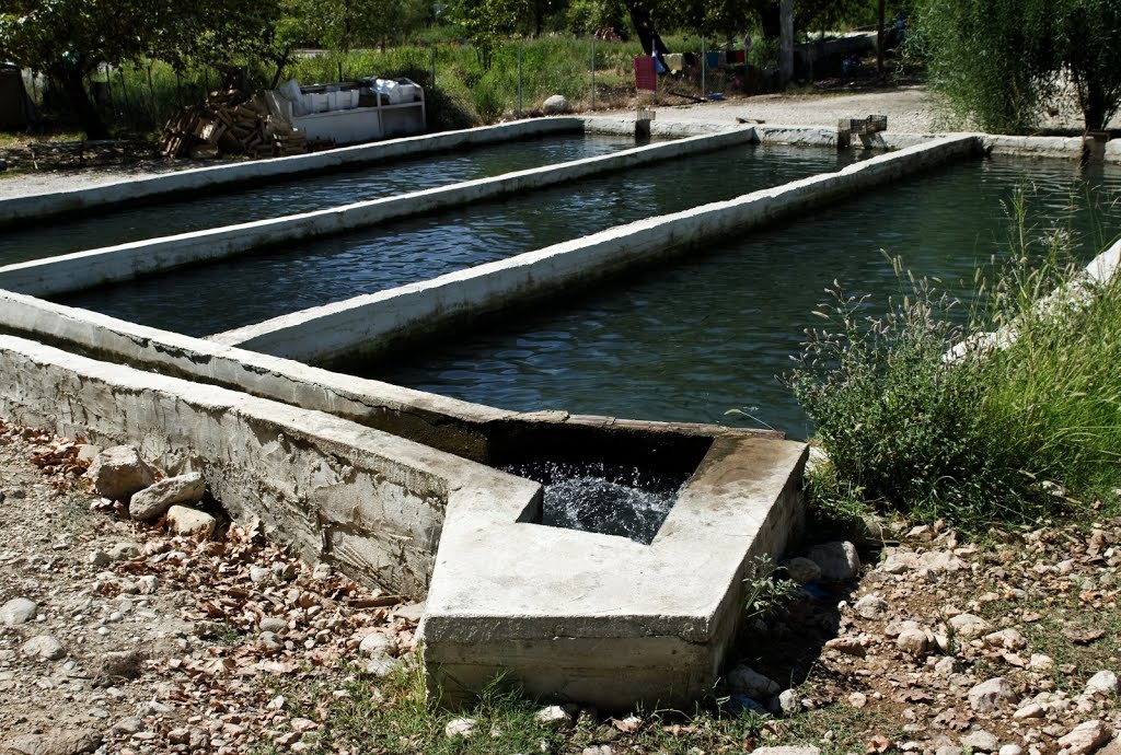 2012 09 24 - trout farm by Rumpelstiltskin