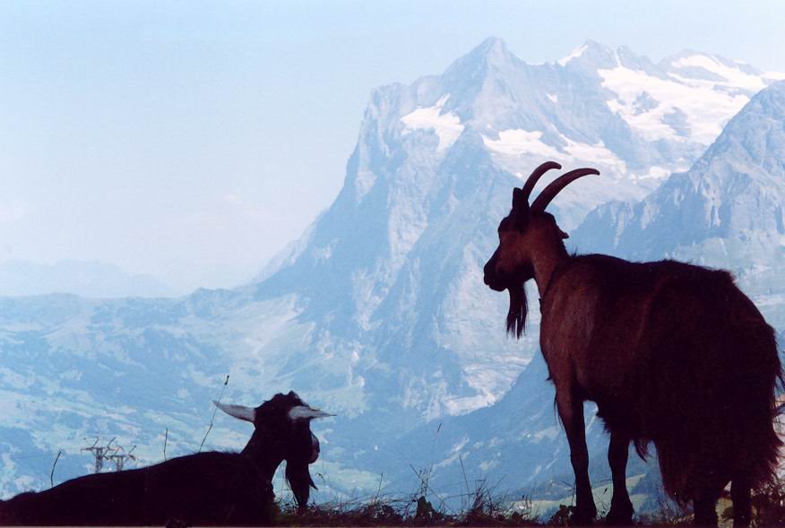 Goats view of Wetterhorn.jpg by eon2