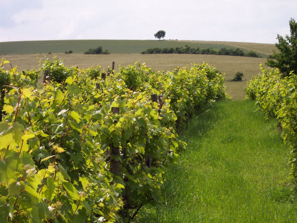 Vigne entre / vineyard between : Mangonville & Roville devant Bayon by TitTornade