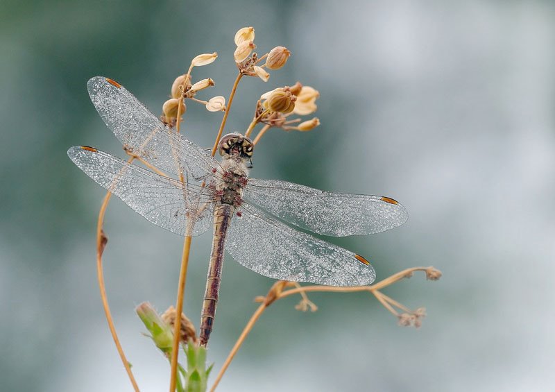 Libelle by Canadian