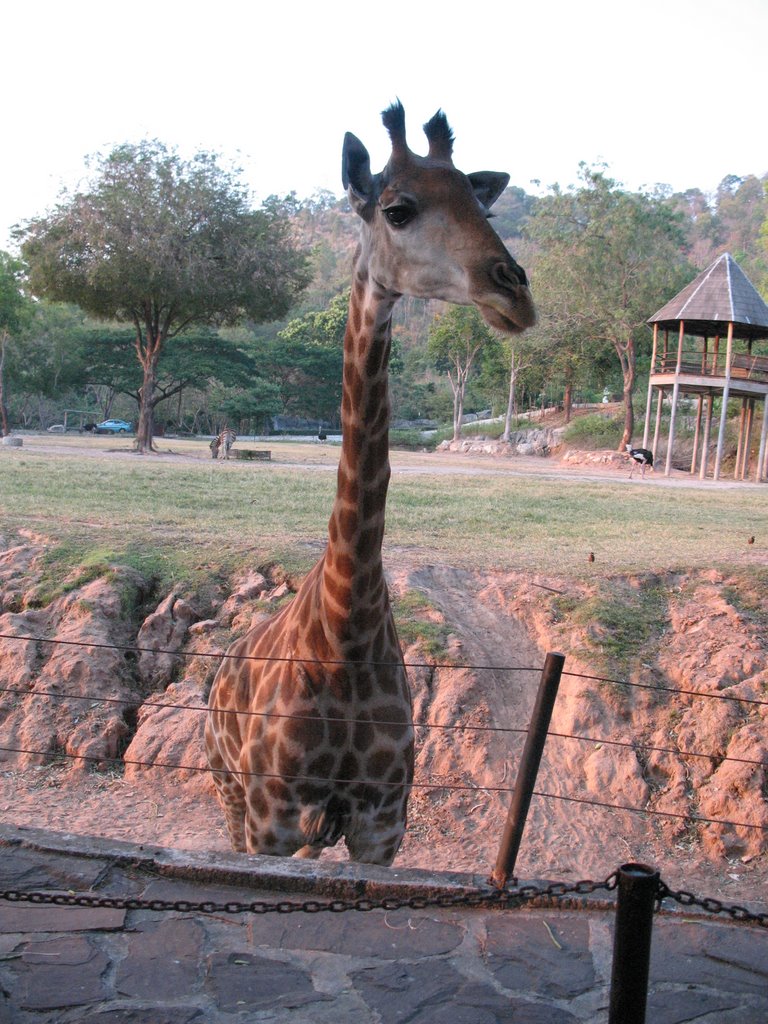 Khao Kheow Open Zoo. Giraffe by Elena Zakamaldina