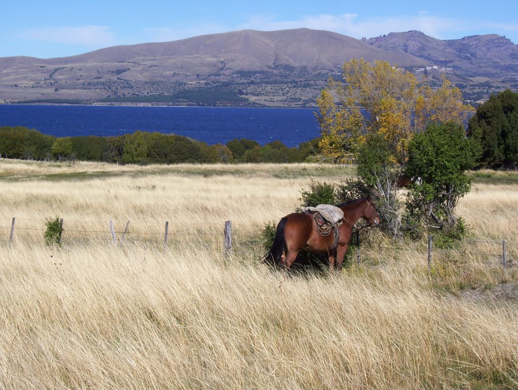 Caballo en Huechulafquen by femazz