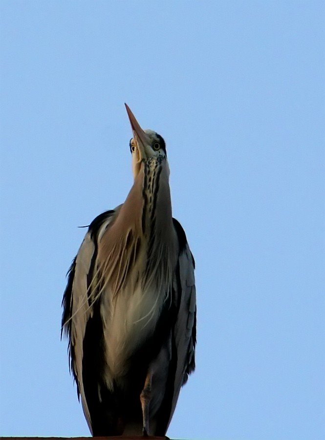 Garza,,,, by jose vazquezjosedeme…