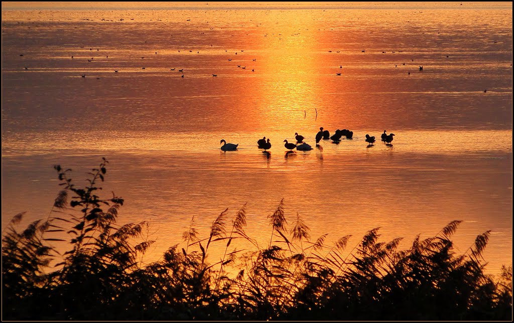 Swan lake on a Golden Evening... by Chris10 ©