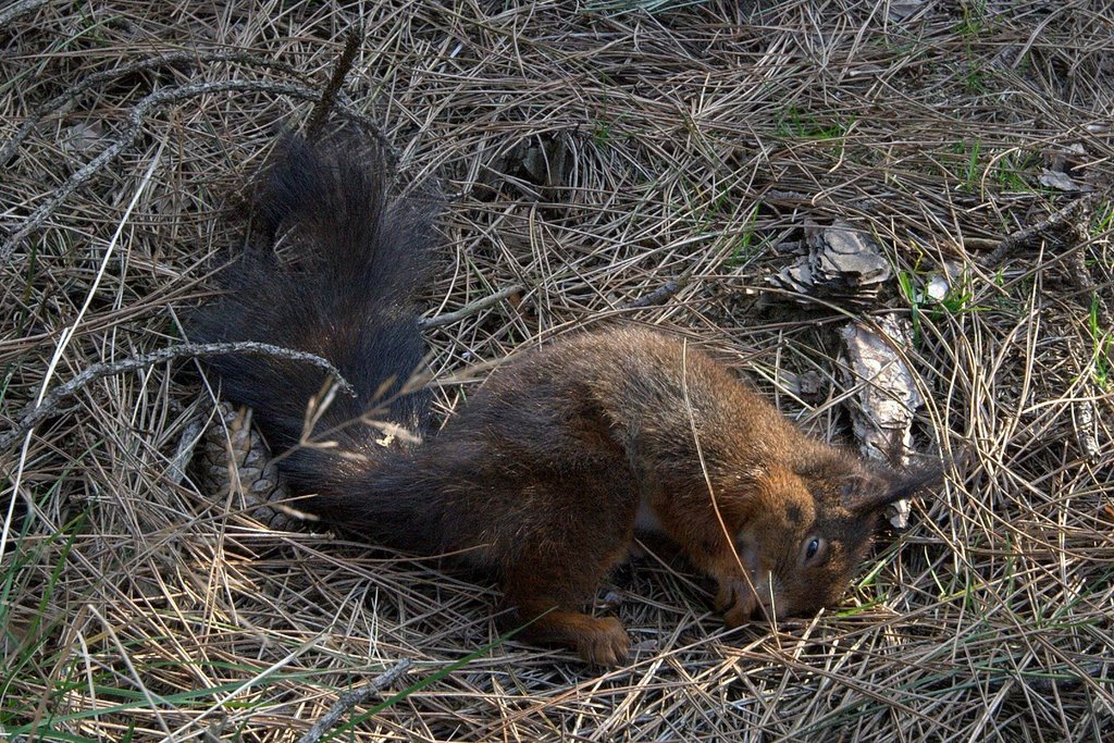 Dying Squirrel, Sahara, Lommel by Wim Janssen