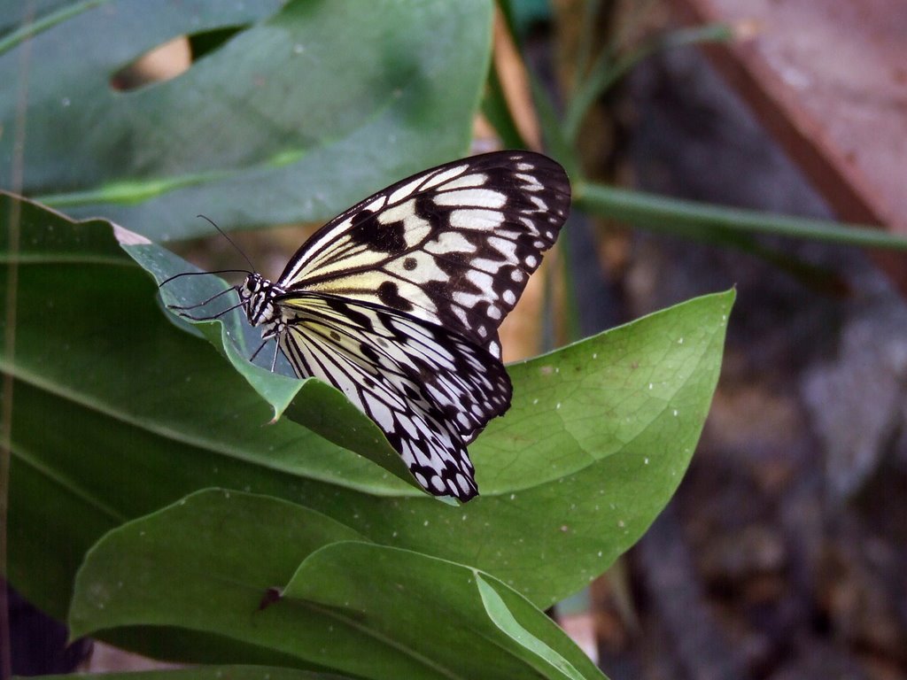 Schmetterling 15 cm by Dieter Beer