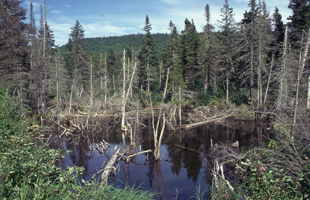 Cap Gaspé, Forillon by scirpus