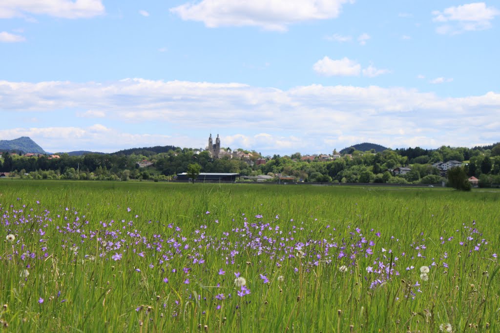 Glockenblumenwiese by Karin.E.D