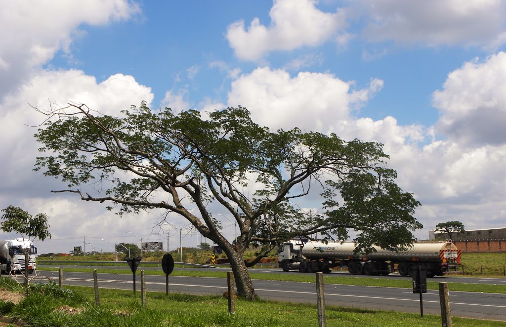 A tree beside the highway. by Niels A Sørensen