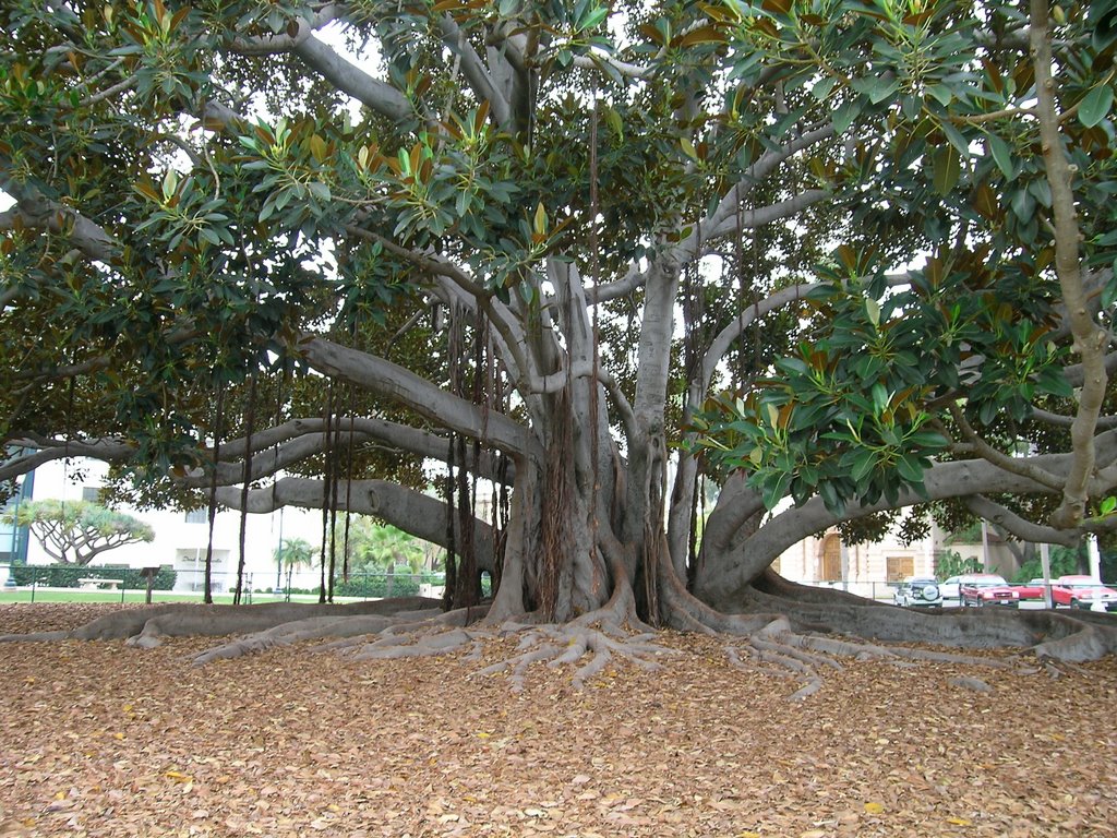 Balboa Park Big Fig Tree by AZ_Ferd