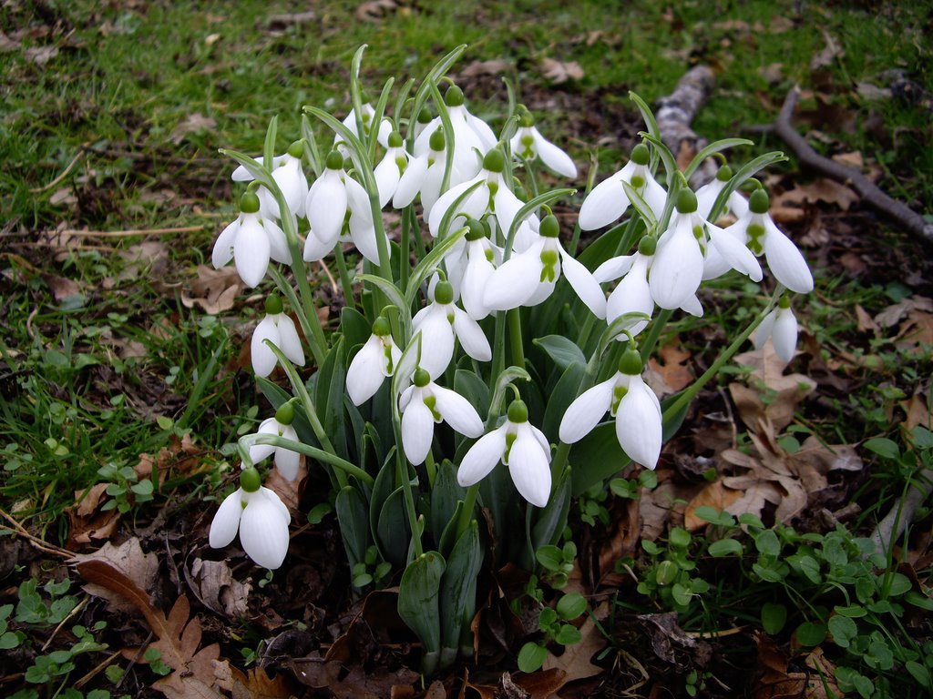 SNOWDROP by Rita Wren