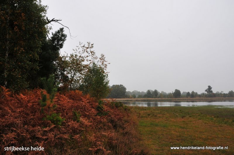 Strijbeekse heide by hendrikeland