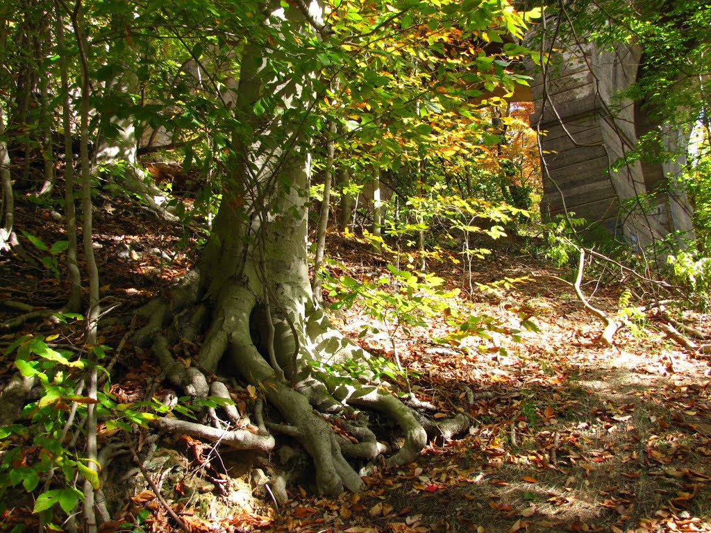 Wissahickon Park Beech by Chris Sanfino